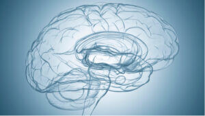 Illustrazione trasparente di un cervello umano che evidenzia le aree cerebrali, con riferimento alla corteccia prefrontale, responsabile delle funzioni cognitive ed esecutive.