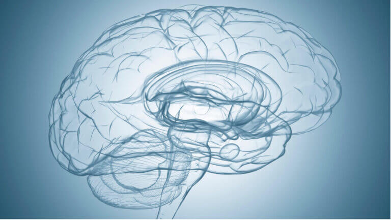 Illustrazione trasparente di un cervello umano che evidenzia le aree cerebrali, con riferimento alla corteccia prefrontale, responsabile delle funzioni cognitive ed esecutive.